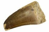 Fossil Prognathodontid Mosasaur Tooth - Morocco #345123-1